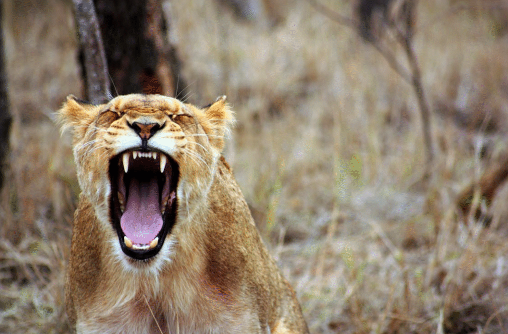 Close-up of a roaring lioness with mouth wide open in a dry savanna landscape.